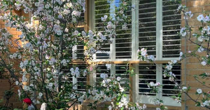 Wood plantation shutters are heavy.