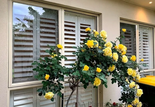 Plantation shutters seen from the street on a home facade
